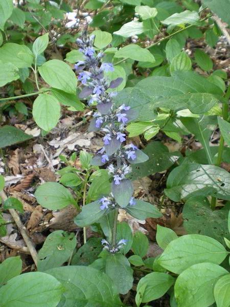 Ajuga reptans